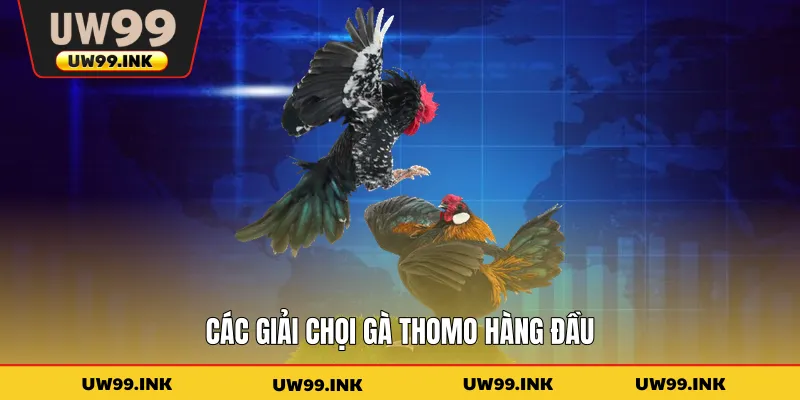 Các giải chọi gà Thomo hàng đầu
