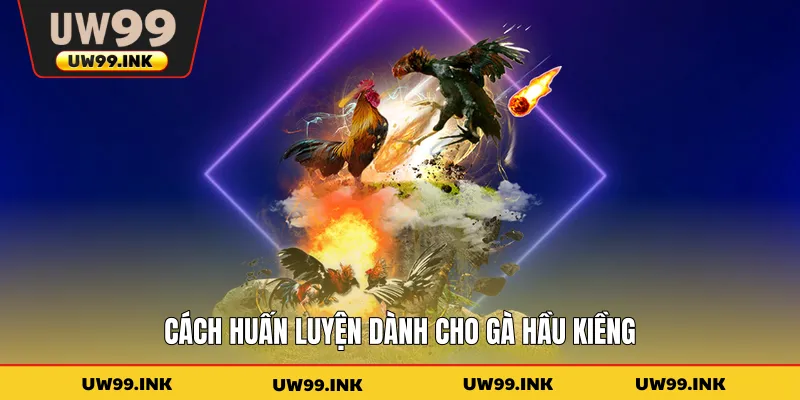 Cách huấn luyện dành cho gà hầu kiềng