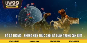 Đá Gà Thomo - Những Kiến Thức Chọi Gà Quan Trọng Cần Biết