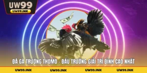 Đá Gà Trường Thomo - Đấu Trường Giải Trí Đỉnh Cao Nhất
