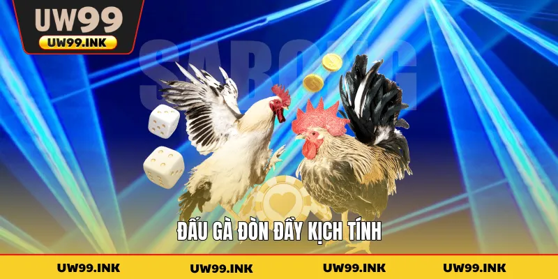 Đấu gà đòn đầy kịch tính