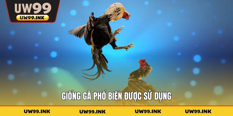 Giống gà phổ biến được sử dụng