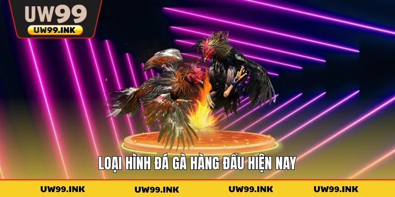 Loại hình đá gà hàng đầu hiện nay